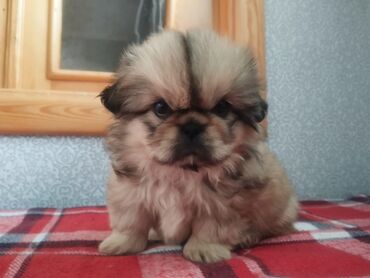 İtlər: Pekines, Erkek, Peyvəndli, Ünvandan götürmə — 4