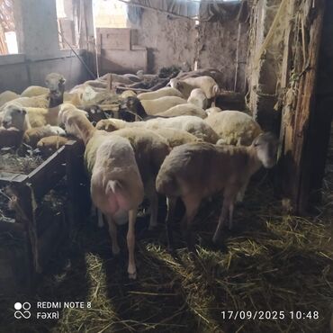 Quzu: Əmlik quzular diri çəki 10 manat. Böyük quzular 9 manatdan — 2