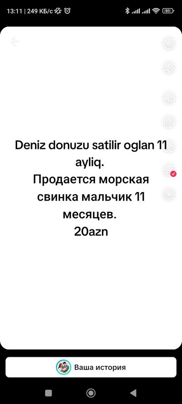 морские свинки купить: 11 ayliq deniz donuzu erkek sekiller ve melumat ancaq ciddi insanlara