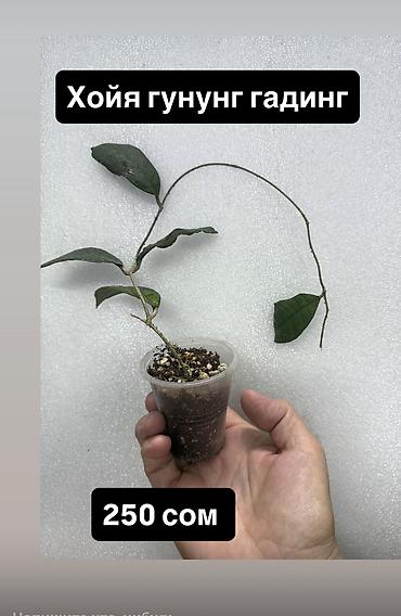 Хойи: Хойя (Hoya) Nui от 200 сом Хойя гунунг гадинг уклоенные по 250 сом — 15