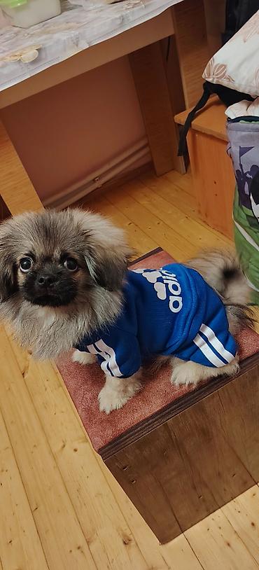 pomerian it: Pekines, 3 ay, Erkək, Peyvəndli, Ünvandan götürmə — 6
