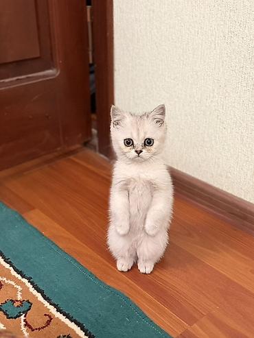 бенгальская кошка цена бишкек: Шотландский котёнок (скоттиш) серебристого окраса. - Порода — 5