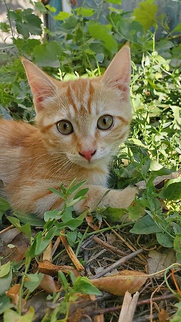 Животные: Отдам в хорошие руки. Рыжие котята. к лотку приучены. - короткая — 4