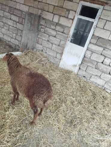 Qoyunlar, qoçlar: Hər ikisi cins quzlaridir iksdə dişdir 5-6 aylıq quzlardir qiyməti — 17