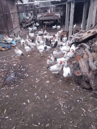 домик для животных: Сатам | Тооктор | Көбөйтүү үчүн