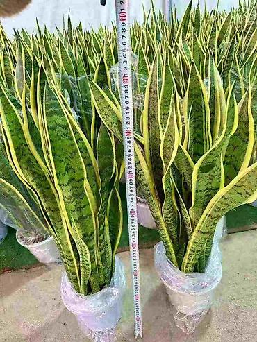 Другие комнатные растения: Комнатное растение с длинными, узкими листьями насыщенного зеленого — 13