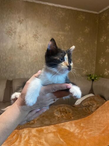 коты даром: Мышык бекер берилет: Породасыз, 1 айлык, Эркек, Лотокко барууга үйрөтүлгөн
