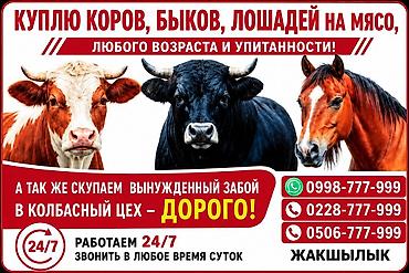 собака щенки: Частное лицо, Колбасный цех : Коровы, быки, Лошади, кони, Бараны, овцы, | Круглосуточно, Любое состояние, Забитый — 1