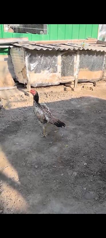 Куры, петухи: Продаю | Куры | Бойцовая | Для разведения — 8