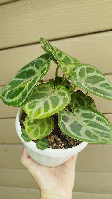 глоксиния гулу: Монстера Monstera 'Aurea Neon' / 'Lemon Lime'). Монстера Бульвазавр и — 8