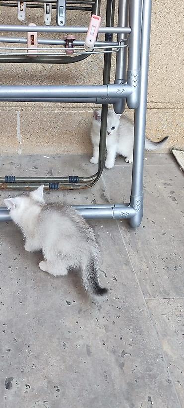 Pişiklər: Britan — 12