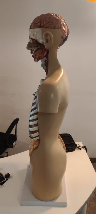 Ostali medicinski proizvodi: Torzo coveka sa otvorenim vratom i ledjima od 18 delova, kao novo — 2