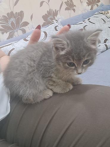 кошка табби: 2 месяца, Девочка — 2