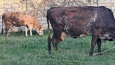 simental inek qiymeti: Iki baş inəy satılır Smental ikinci qarına doğacaq süni mayalanma olub — 6