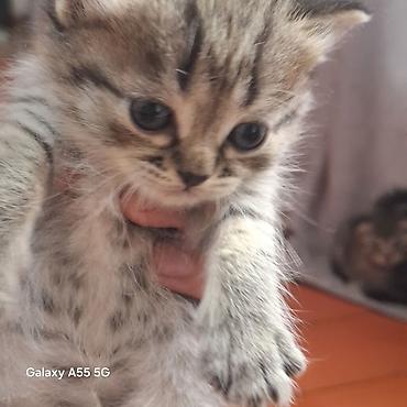 Продажа кошек: Котята тигрового окраса - Порода: домашние короткошёрстные (табби). - — 3