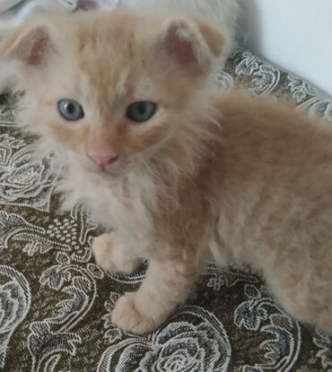 отдам даром породистых котят: Донской сфинкс, 2 месяца, Мальчик, Метис, Приучена к лотку, Проглистована