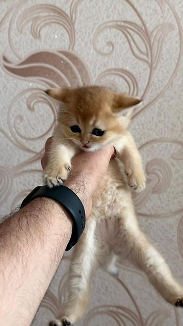 Pişiklər: Qızıl şinşilla, Dişi — 12