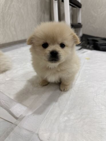 İtlər: Şpitz, 1 ay, Erkek — 4