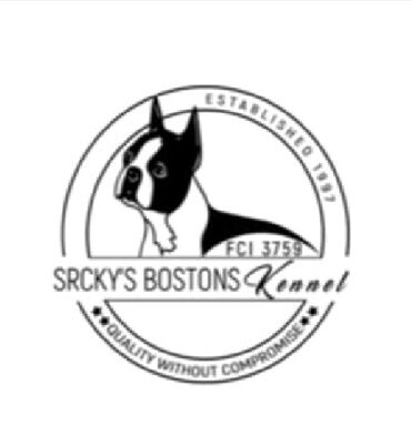 francuski buldog stenci prodaja: Boston terrier stenad Boston terrier stenad iz vise kombinacija