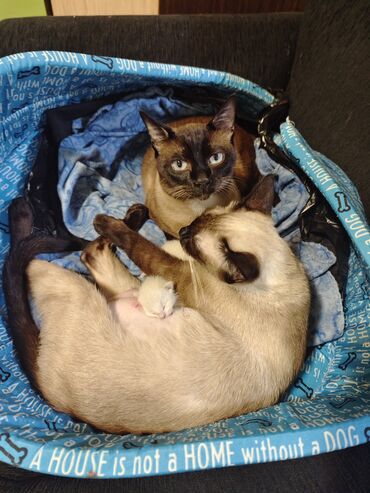 Mačke: Dostupno sijamsko mače muškog pola, naviknuto na kućne uslove, naučeno — 9