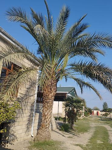 agac satilir: Xurma palmı (Phoenix dactylifera tipli) – iri, dekorativ landşaft — 1