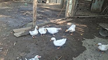 ördək lal: Satılır: ağ pekin ördəkləri (ferma və ev təsərrüfatı üçün, kəsim — 5