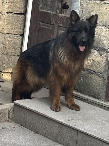 İtlər: Alman çoban iti, 1 ay, Erkek — 7