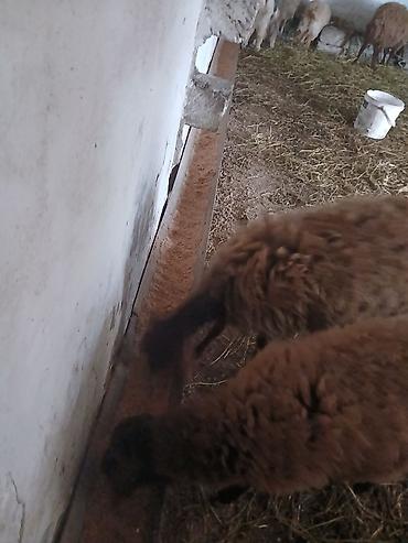 Qoyunlar, qoçlar: Iki baş qala cinsi ekizdilər 11 ayLlqdlLar qiymet birine aiddir.qoc — 3