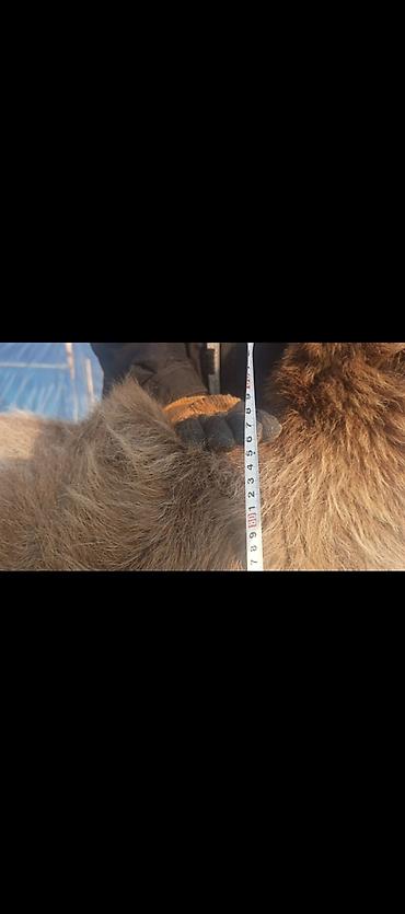 Баран, овца: Продаю | Овца (самка) | Арашан | Для разведения | Котные — 4