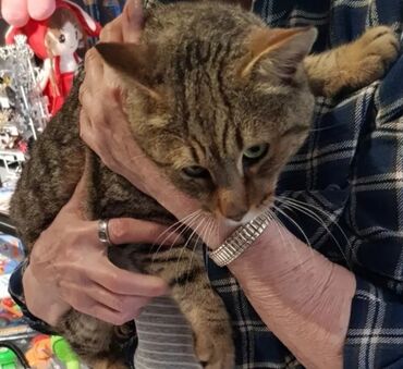 отдам котят в добрые руки: Найден кот в районе Московская- Тимирязева около кафе "Craft-Запад" и