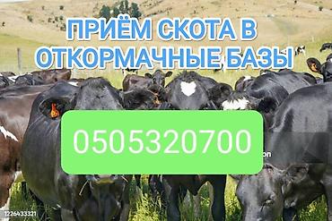 живой корм: Частное лицо : Коровы, быки, Лошади, кони, | На откорм, Откормленные — 1