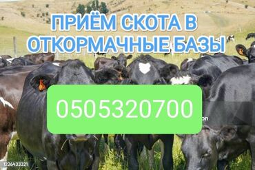 купить бычков на откорм: Сатып алам | Уйлар, букалар, Жылкылар, аттар | Бордоп семиртүү үчүн, Борго байлап семиртилген