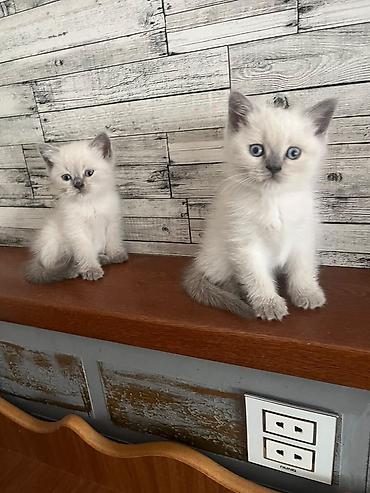 🐾 Şotland cinsli sevimli pişik balaları satılır! 🐾 Yeni doğulmuş, çox