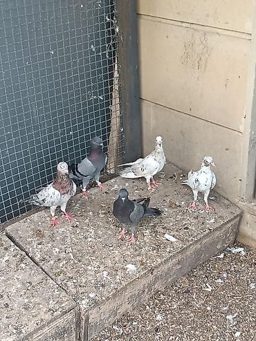 quşlar göyərçin: Hamısı stoykalı səliqəli quşlardır. Biri əkə quşdu obrilər cavan — 4