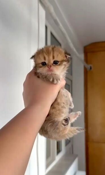 Pişiklər: Qold şotland dişi balalar əzizləriniz üçün ən gözəl seçimdir😊🤌buyurun -da lalafo.az — 8 Pişiklər: Qold şotland dişi balalar əzizləriniz üçün ən gözəl seçimdir😊🤌buyurun — 8