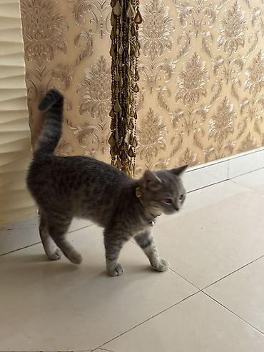 Pişiklər: Şotland yastı qulaq — 11