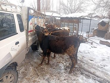 Коровы, быки: Продаю | Тёлка | Не стельные — 2