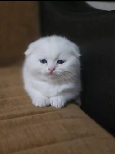 Pişiklər: Şotland, Erkək, Cütləşmə üçün, Ödənişli çatdırılma -da lalafo.az — 5 Pişiklər: Şotland, Erkək, Cütləşmə üçün, Ödənişli çatdırılma — 5