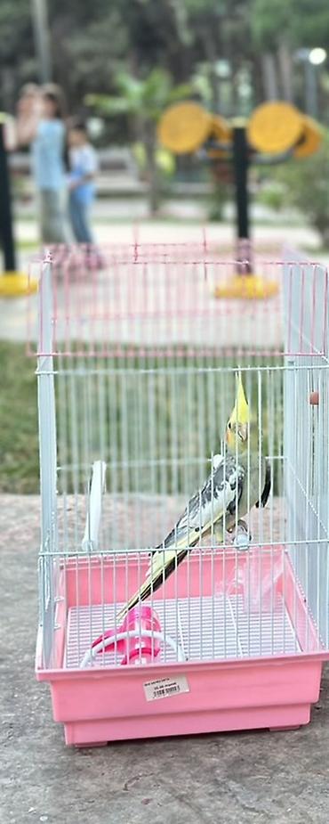 geref qus: Nimfa (Cockatiel) tutuquşu qəfəsi ilə birlikdə - Növ: Nimfa tutuquşu — 1