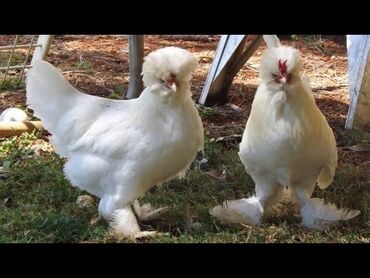 Toyuqlar: Toyuq, Damazlıq, Ödənişli çatdırılma — 9