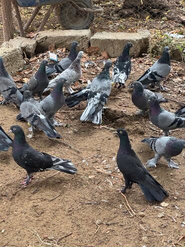 Göyərçinlər: Kəməti göylərdi içində 3 4 dənə əbrəş var. 17-20 tukdulər. kom şəkildə -da lalafo.az — 12 Göyərçinlər: Kəməti göylərdi içində 3 4 dənə əbrəş var. 17-20 tukdulər. kom şəkildə — 12