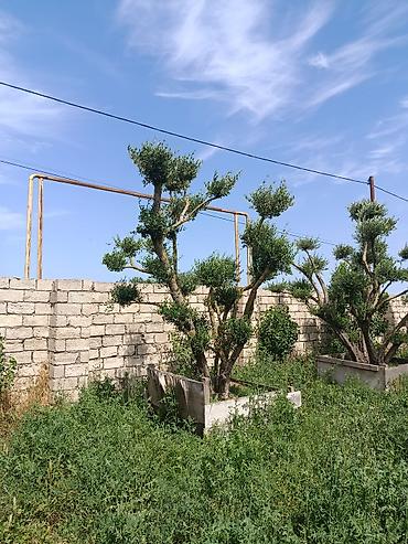 bonsai: Bonsai üslubunda formalaşdırılmış zeytun ağacları - Növlər: Zeytun — 2