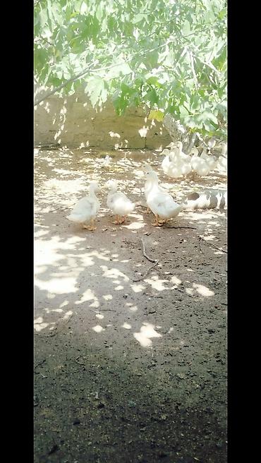 pekin ördeği: Salam tam saqlam 2 ayliq pekin kuban oredeklerdir 11 ededir .Unavn — 7