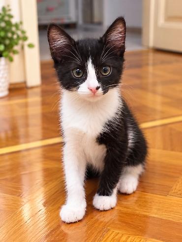 Məhsul: Qara-ağ ev pişiyi balası Təsvir: - Rəng: tuxedo (qara-ağ) lalafo.az -da Məhsul: Qara-ağ ev pişiyi balası Təsvir: - Rəng: tuxedo (qara-ağ)