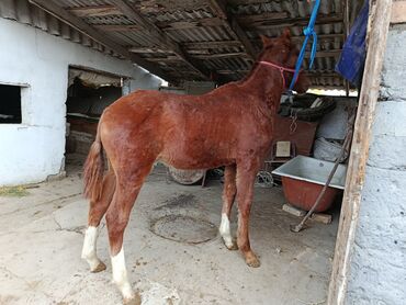 продажа щенков немецкой овчарки с документами в бишкеке: Продаю | Жеребец, Жеребенок | Дончак | Для разведения, Конный спорт | Племенные, Осеменитель