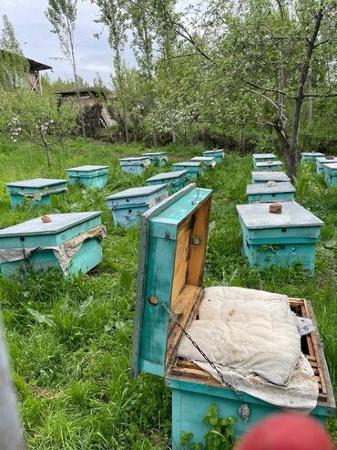 Товары и оборудование для с/х животных: Продаю ящики для пчел полный комплект !!! Количество 50 шт каждая…