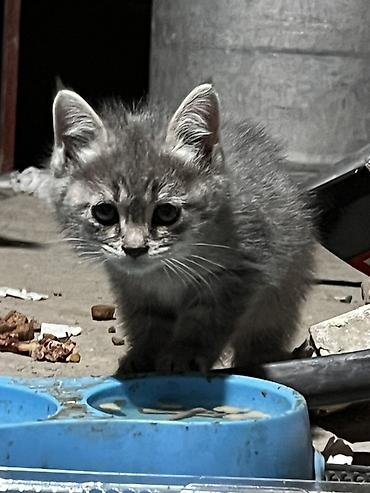 шотландская кошка: Скотиш Страйт (Шотландская прямоухая), 3 месяца, Девочка, Серый, Метис — 3