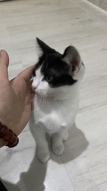 Отдам даром кошку: Кошка даром: Беспородная, 3 месяца, Мальчик — 2