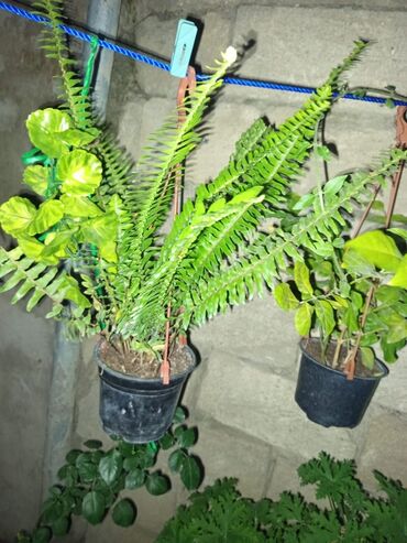 Otaq bitkiləri: Satışda müxtəlif saksı bitkiləri dəsti - Xrizantema (çəhrayı — 5