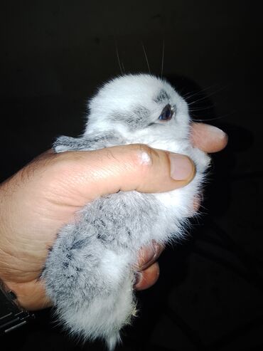 Gəmiricilər: Salam dovşan balaları satılır. Sevdiklərinizi yeni ilde sevindirmək — 2